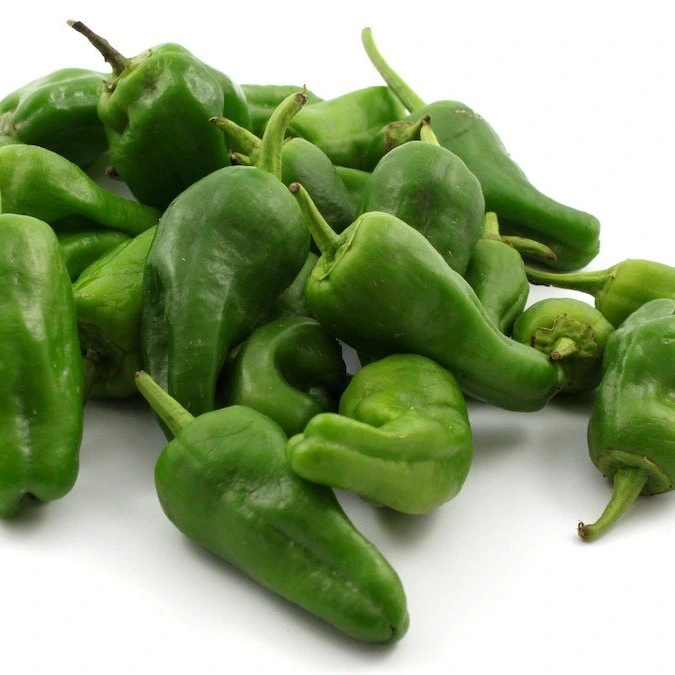 Piment fort Padron - 15 graines