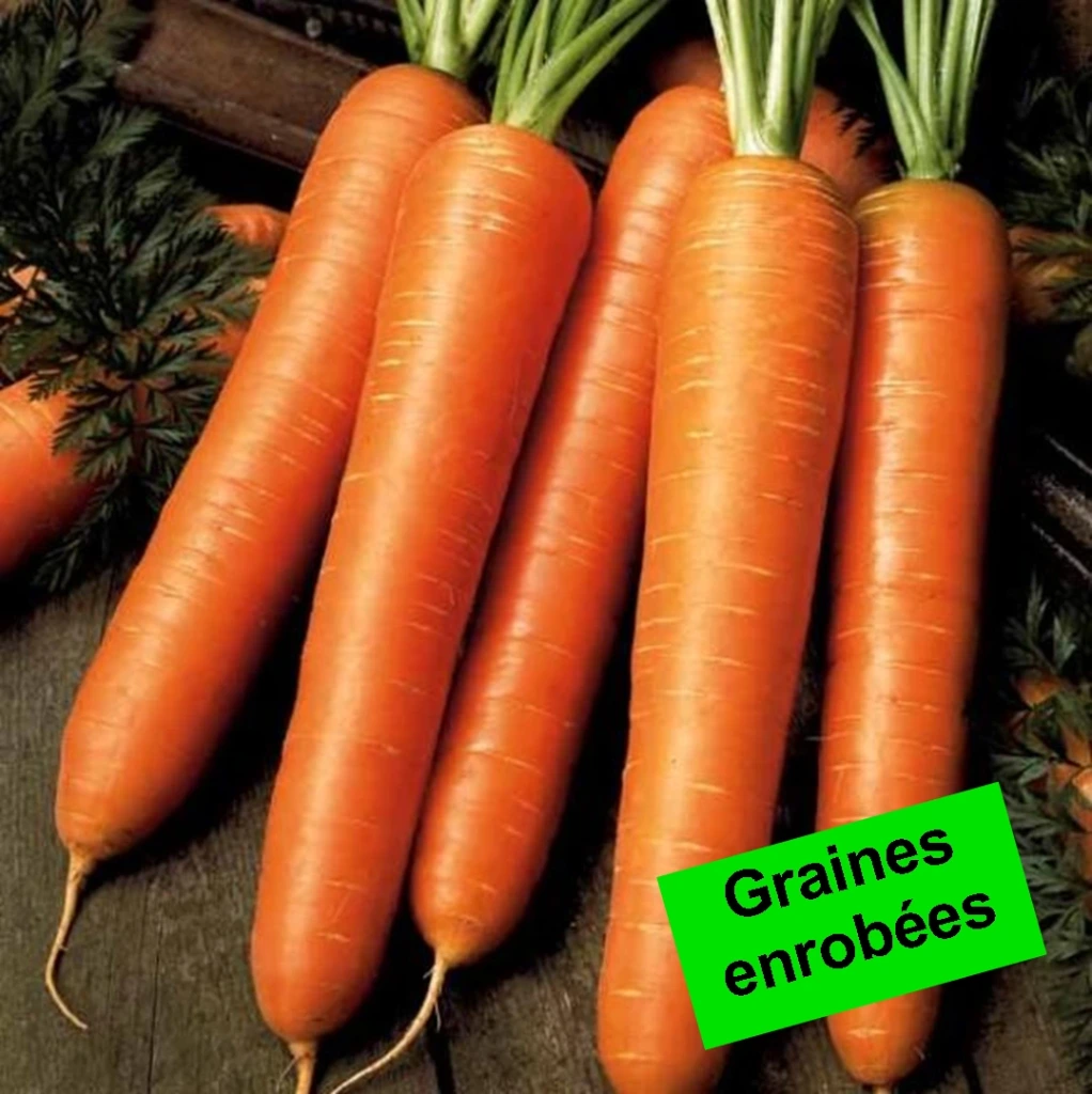 Carotte demi-longue Flyaway F1 - Gr. enrobées - 200 gr. Enrobées