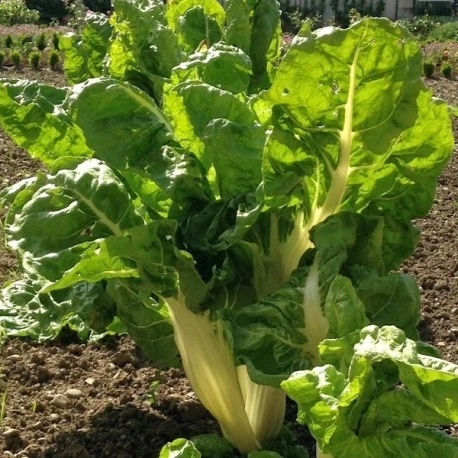 Poirée bette Blonde à carde blanche - 10 g