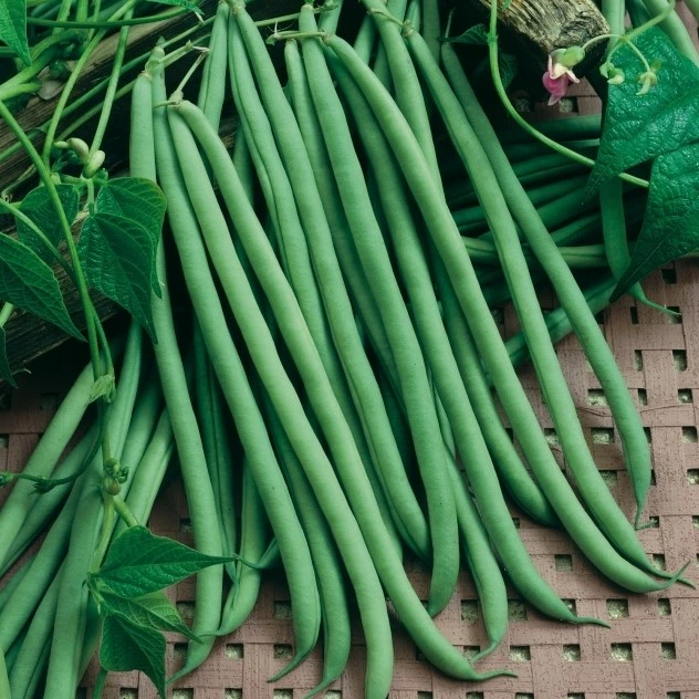 [S44914] Haricot nain sans fils Prélude - 100 g