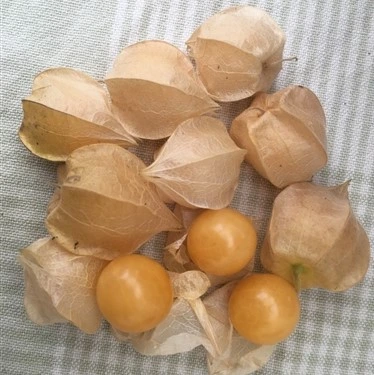 [S32020] Coqueret Physalis Pineapple - 15 graines