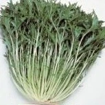 [B80434] Mizuna japonaise - 10 g