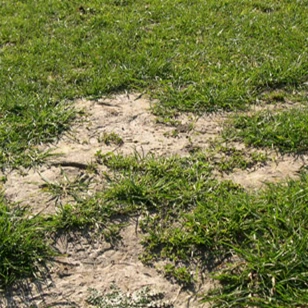 Gazon de regarnissage Restore - 5 kg