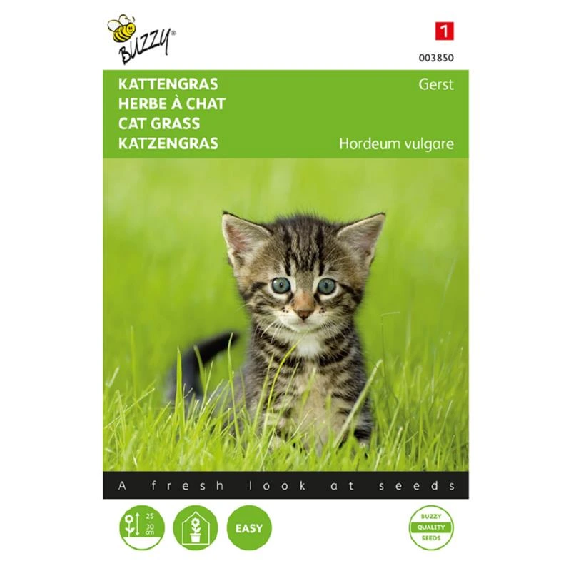 Herbe à chat - 10 g