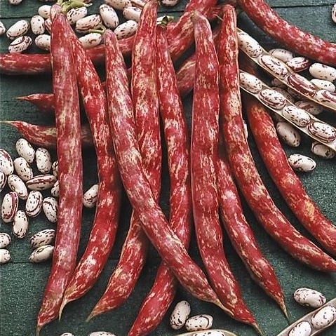 [S44400] Haricot à rames à écosser Borlotto Lingua di fuacco - 100 g