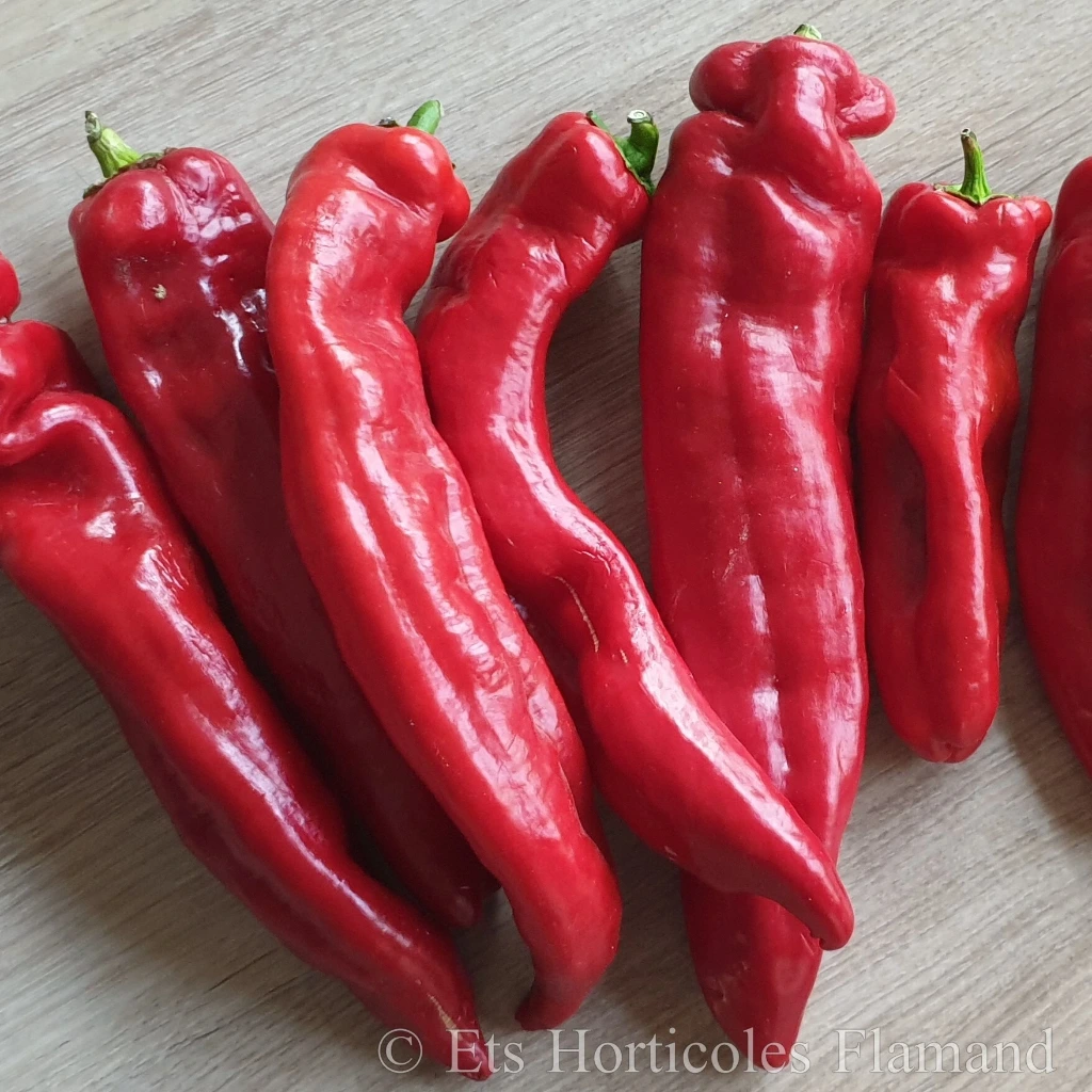 Poivron long Ramiro - 15 graines