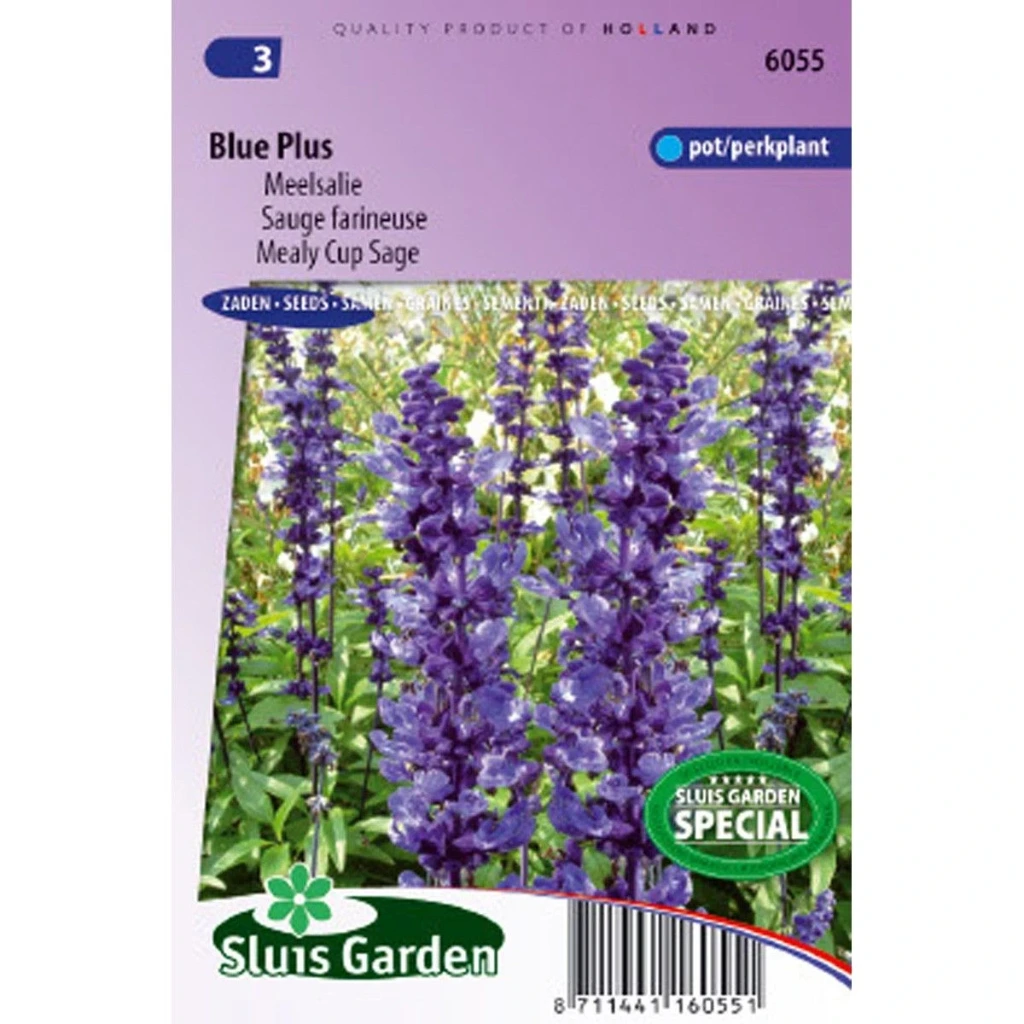 [R6055] Salvia farinacea Blue Plus - 100 graines