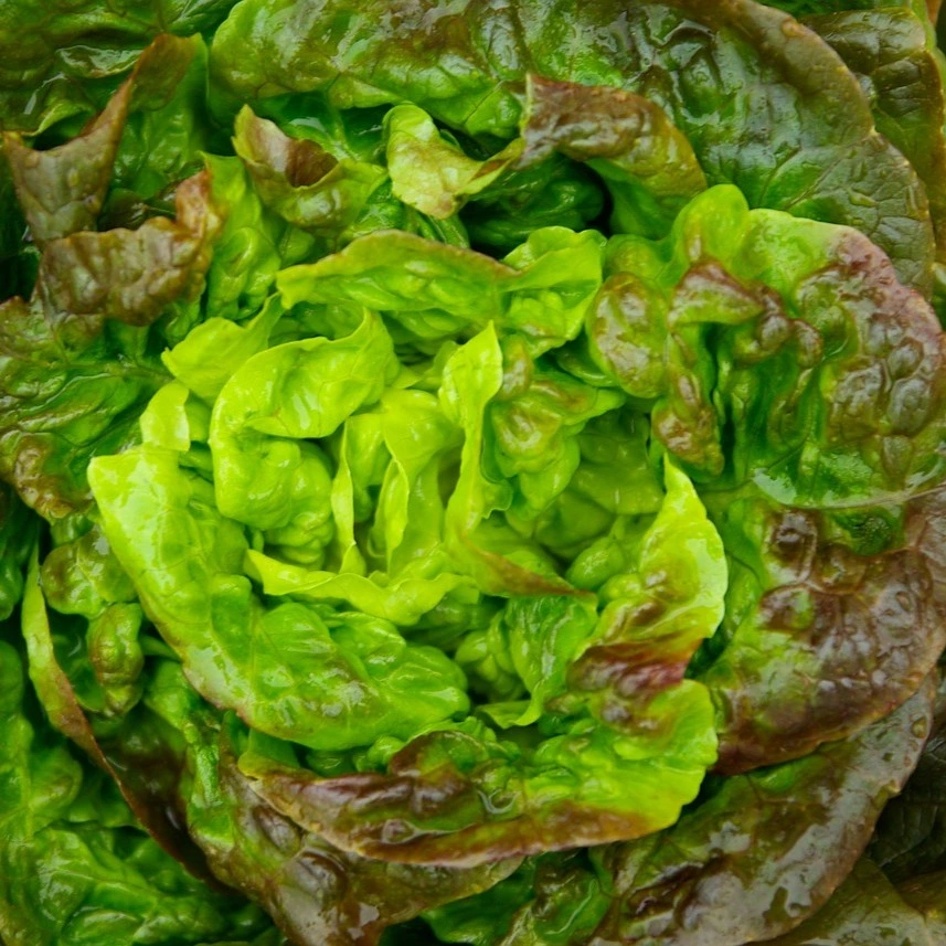 Laitue pommée Merveille des 4 saisons Malorie - 50 gr. Enrobées