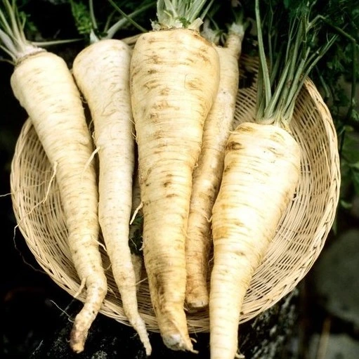 Persil à racines Berliner - 3 g