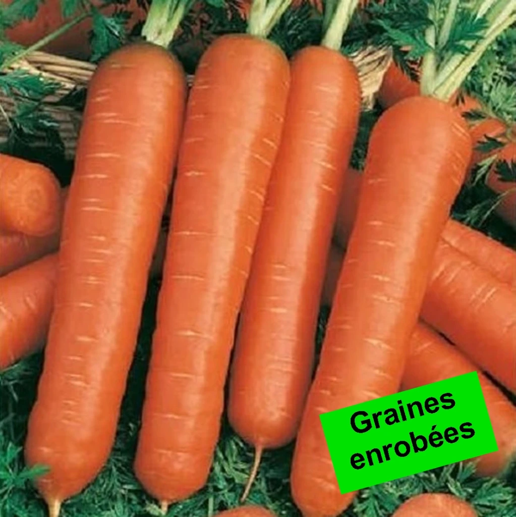 Carotte longue obtuse de Berlicum - Gr. enrobées - 500 gr. Enrobées