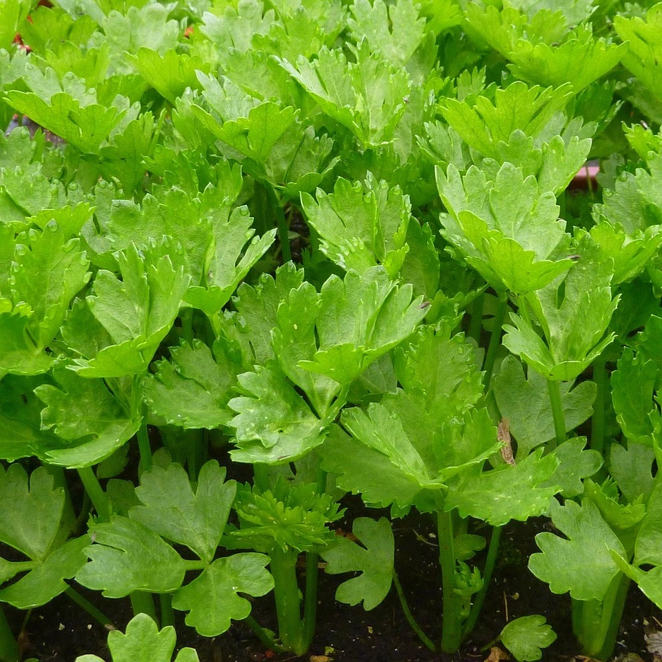 [S12230] Céleri à couper vert - 3 g