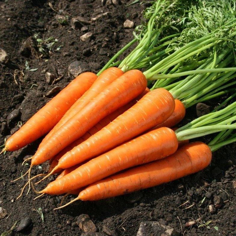 Carotte demi-longue nantaise - 10 g