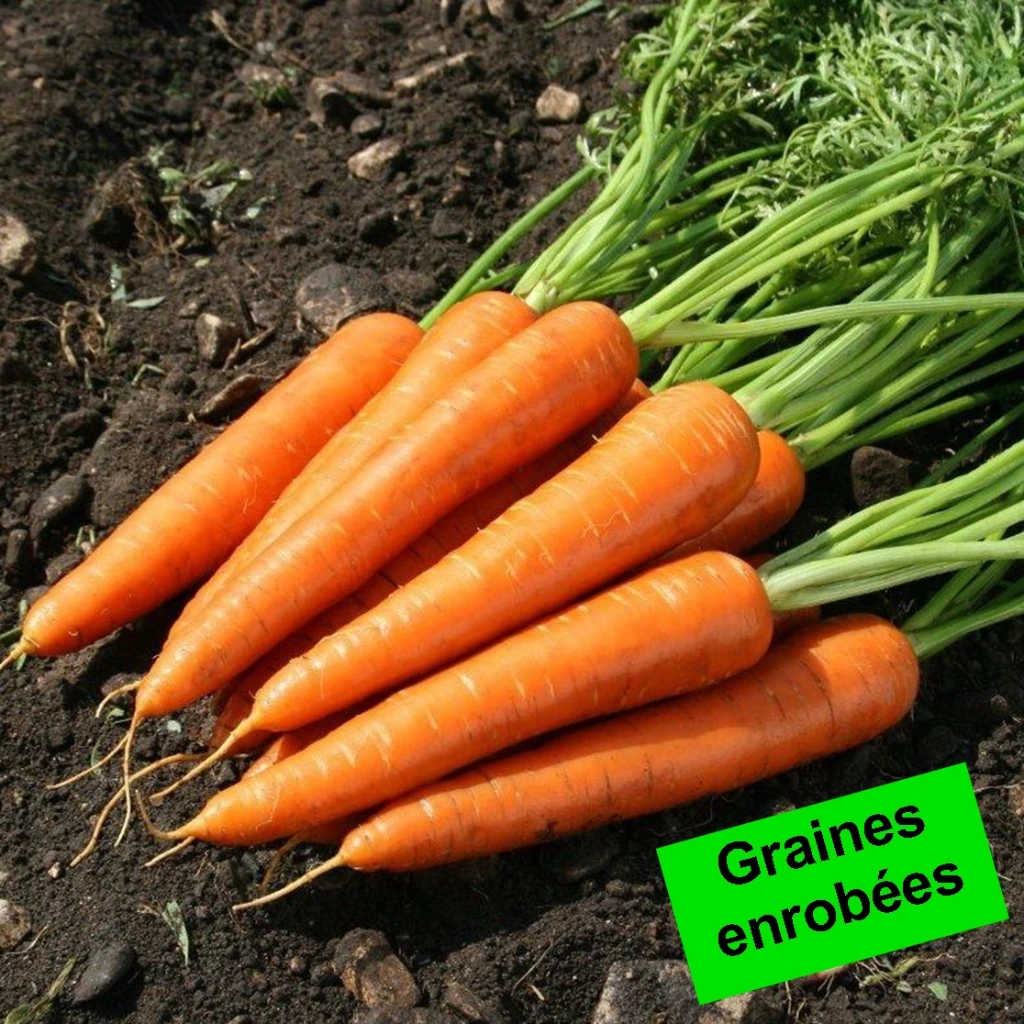 [S11249] Carotte demi-longue nantaise - Gr. enrobées - 500 gr. enrobées