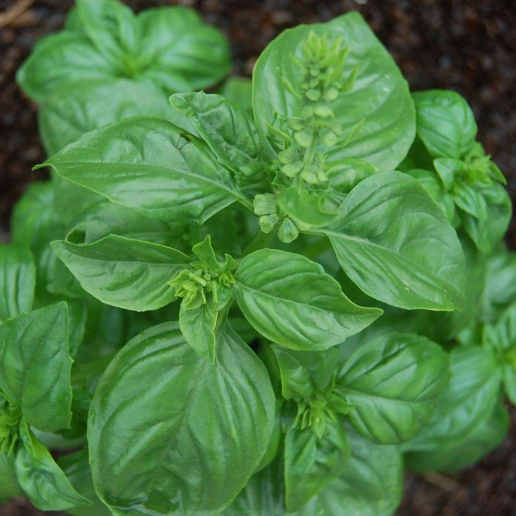 [S80135] Basilic de Gènes - 2 g