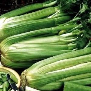[S12160] Céleri gros vert Tall Utah - 1 g