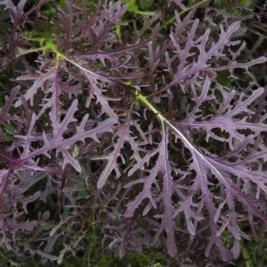 [S52495] Moutarde de Chine Metis - 2 g