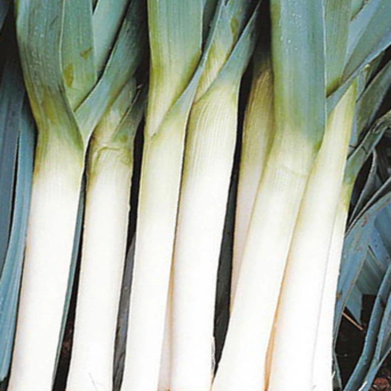 Poireau d'été Géant de Bulgarie - 4 g