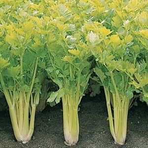 Céleri Plein blanc Grand Doré amélioré - 350 graines