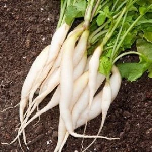 Radis blanc Chandelle de glace - 10 g