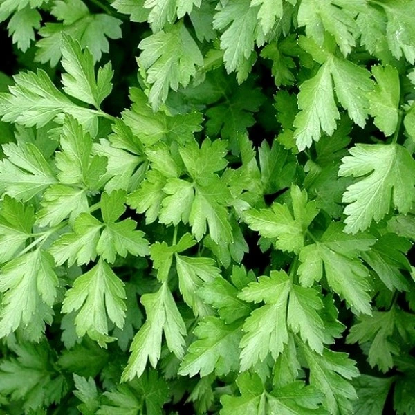 Persil commun Géant d'Italie - 5 g