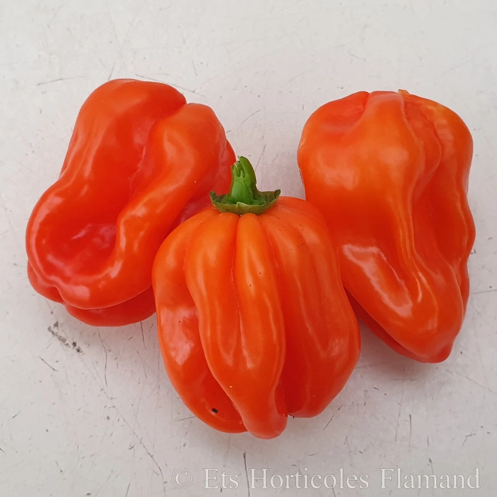 Piment très fort Africain Safi - 15 graines