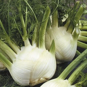 Fenouil rave Montebianco - 2 g