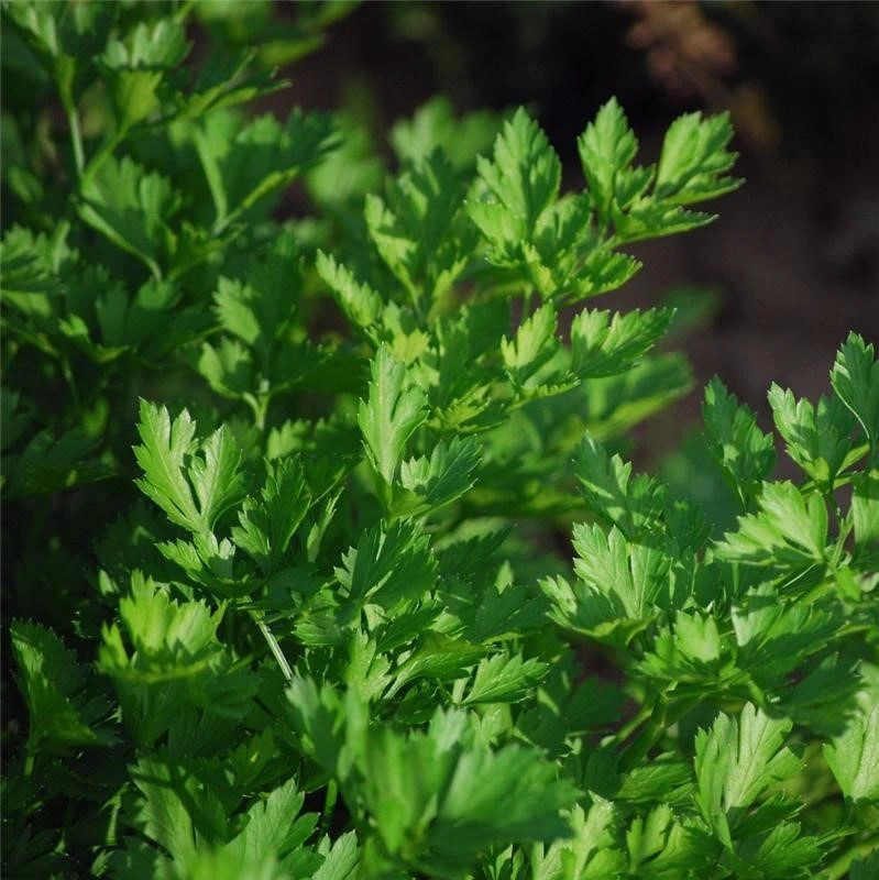 Persil commun plat - 10 g