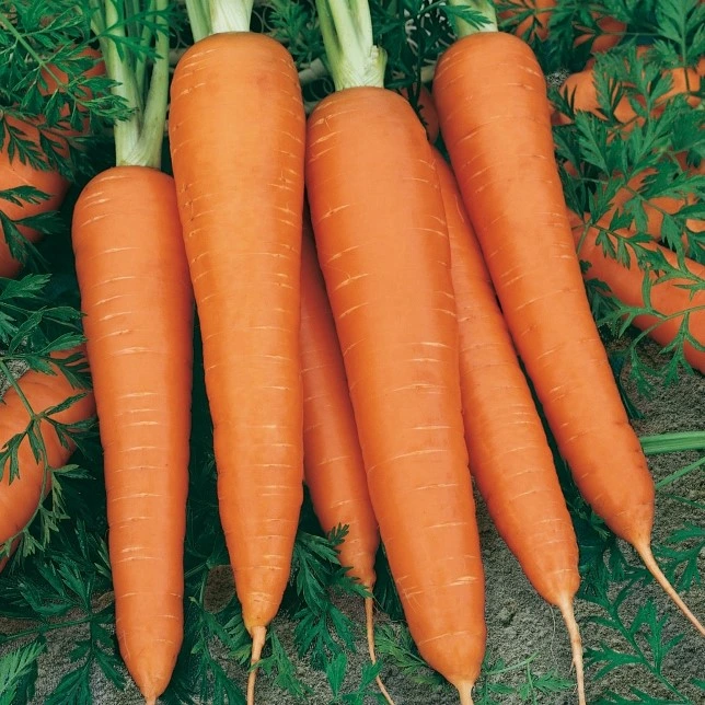 [S11420] Carotte longue Flakkée de Colmar - 5 g