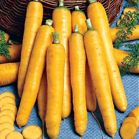 [S11075] Carotte Yellowstone F1 - 1000 graines