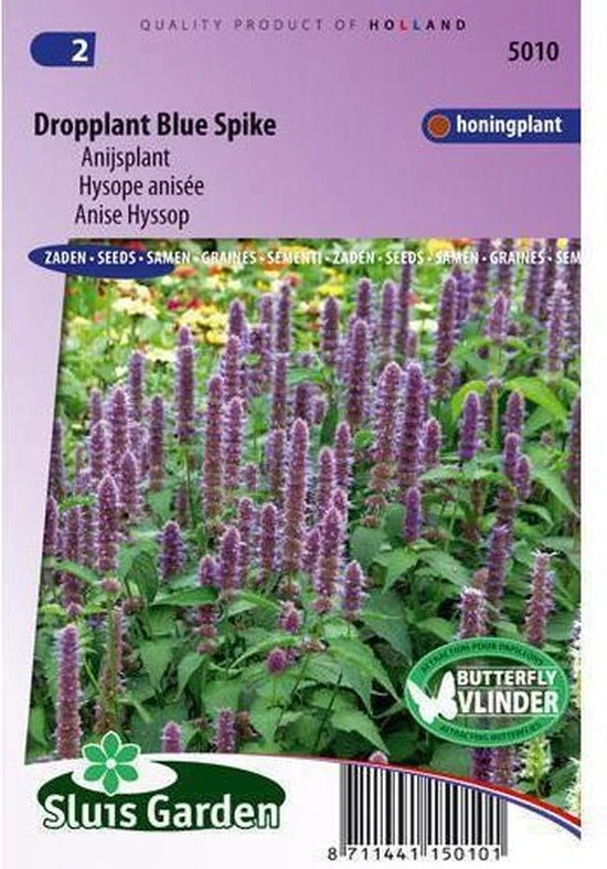 Agastache foeniculum - 400 graines