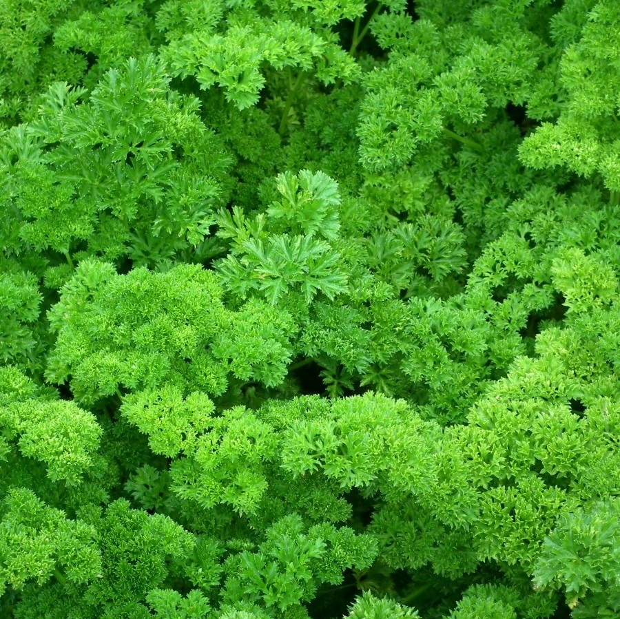 [S59170] Persil frisé Thujade - 4 g