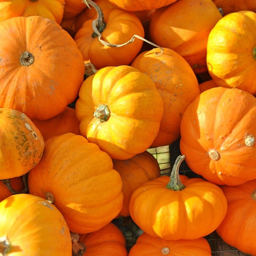 Coloquinte Jack Be Little - 10 graines