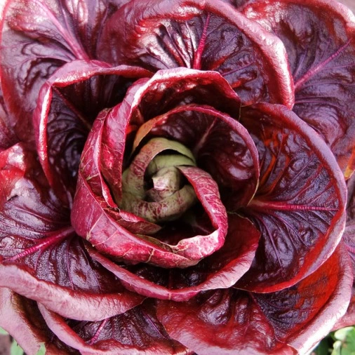 Chicorée italienne Orchidea Rossa - 4 g