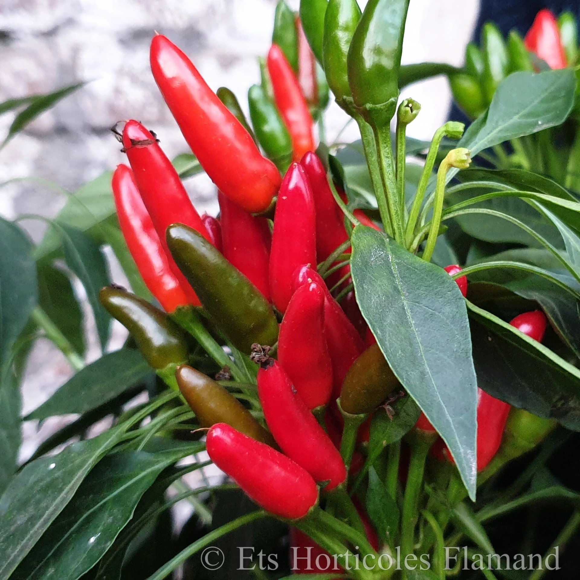 Piment fort Poinsettia - 15 graines