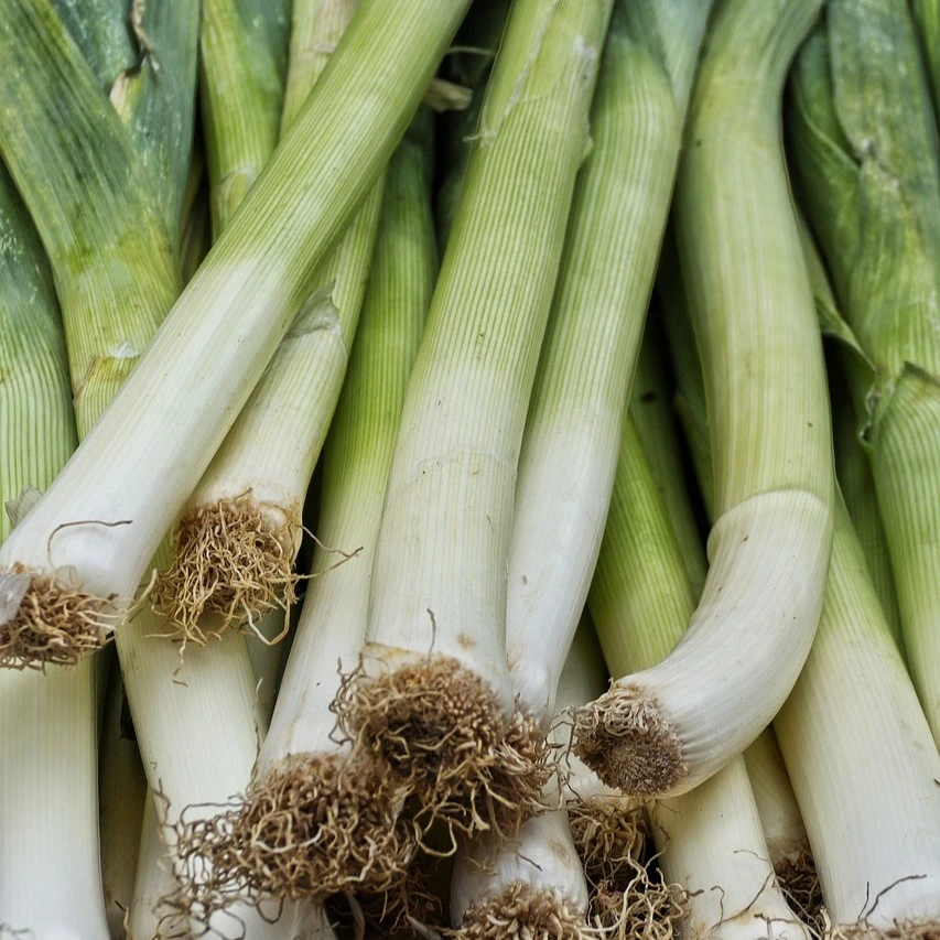 Poireau gros long d'été  -  4 g
