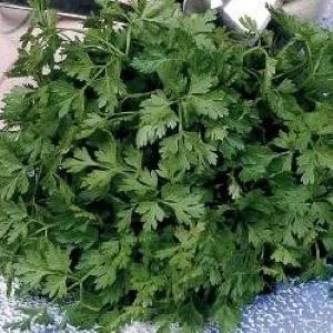 [S14050] Cerfeuil Vertissimo - 20 g