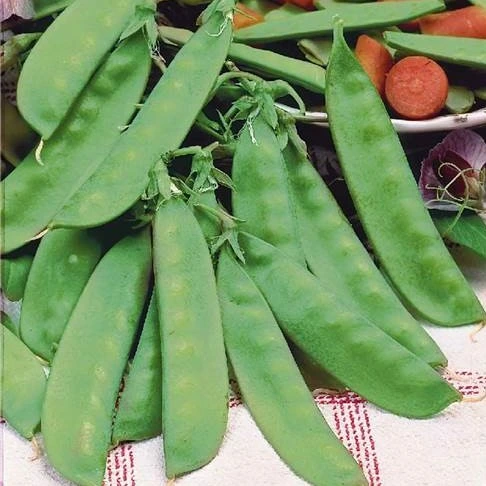 Pois mangetout Héraut (de 40 jours amélioré) - 100 g