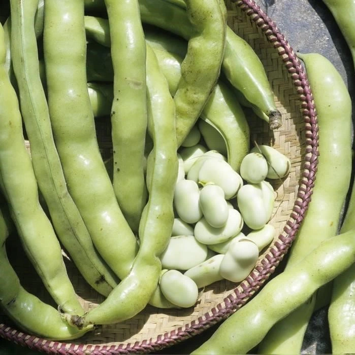 [S40130] Fève de marais Trois fois blanche - 125 g