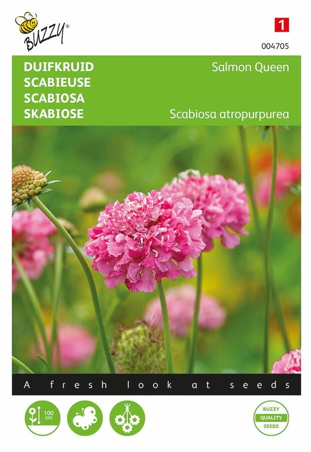 [B4705] Scabieuse colombaire Salmon Queen - 0,5 g