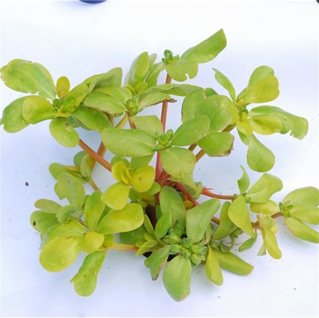 [S67010] Pourpier doré à larges feuilles - 2 g