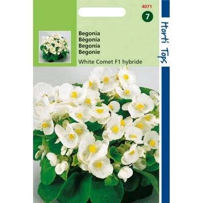 [H4071] Begonia White Comet F1 - 700 graines
