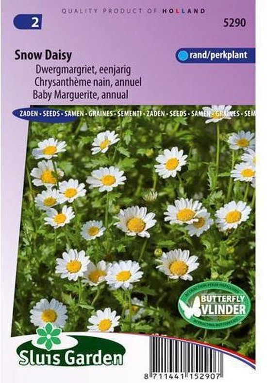 [R5290] Chrysanthemum paludosum Snow Daisy - 0,3 g - ca. 480