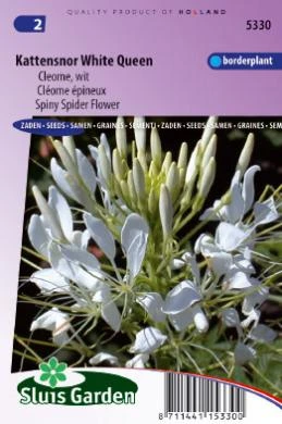 [R5330] Cleome White Queen - 180 graines