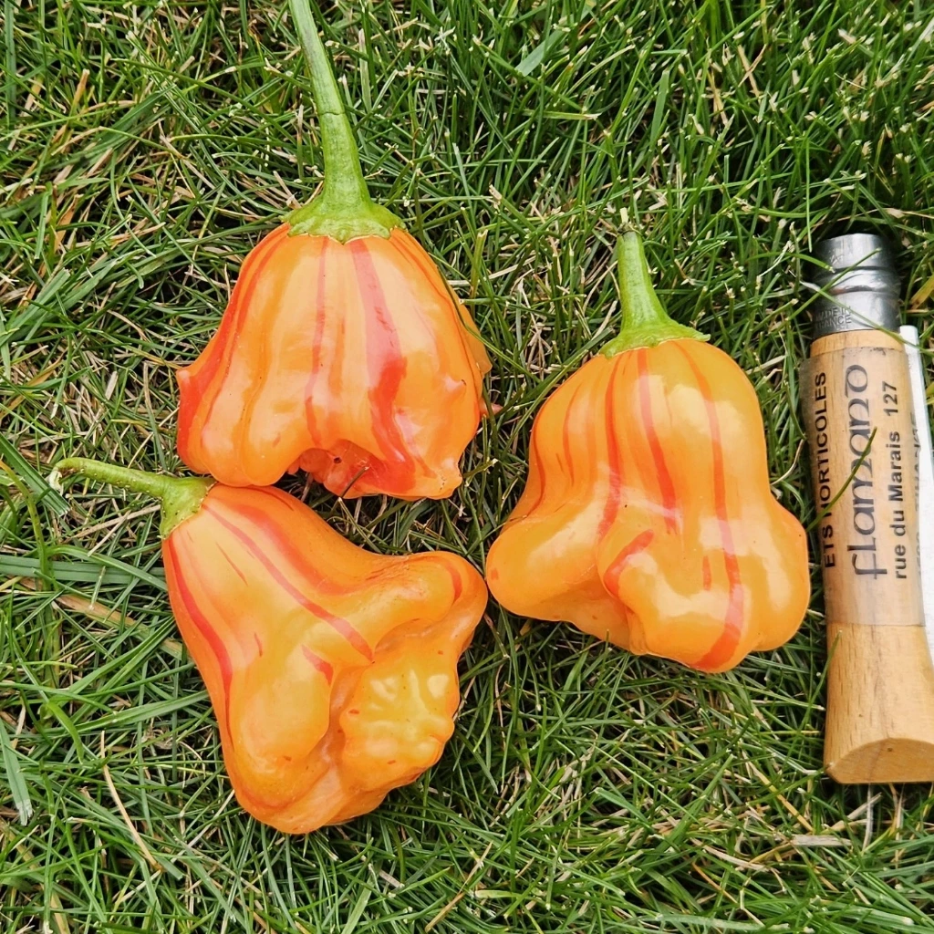 Piment fort Zébrange - 15 graines