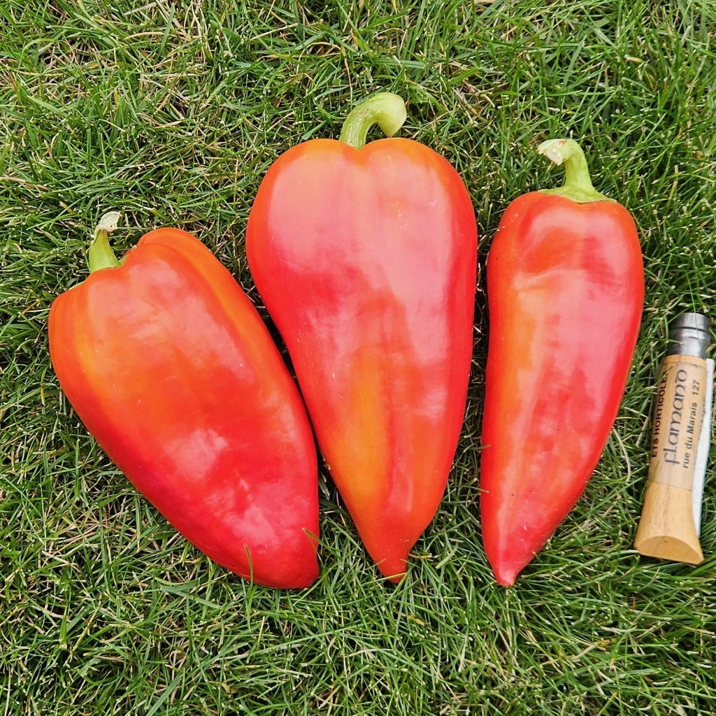 [S65700] Poivron long Antohi Romanian - 15 graines