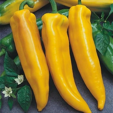 Poivron long jaune Corno di toro - 10 graines