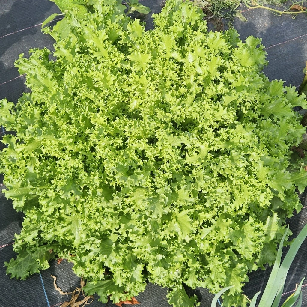 [S16719] Chicorée endive Frisée Wallonne Valdo - 50 gr. Enrobées