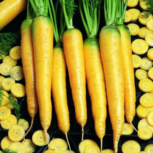 [S11461] Carotte jaune de Belgique - 2 g