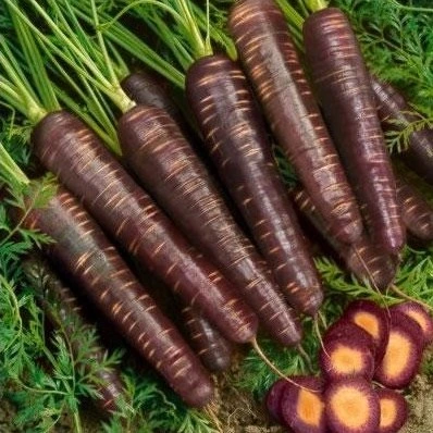 Carotte Purple Haze F1 - 750 graines