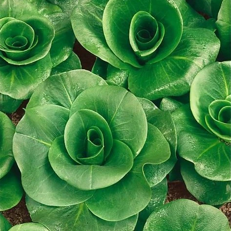 [S18520] Chicorée italienne Grumolo verde - 4 g